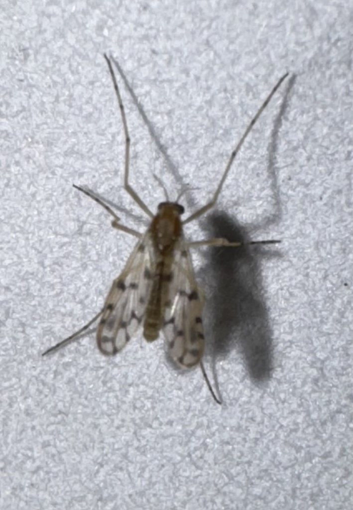 Anatopynia languidus