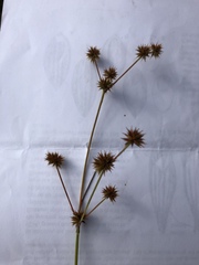Juncus validus