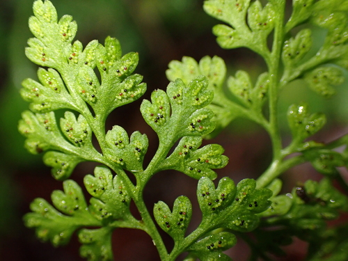 Jersey fern