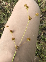 Juncus validus