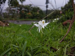 Habenaria grandifloriformis