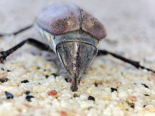 Chestnut cockchafer