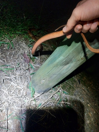 Brown Tree Snake sighting