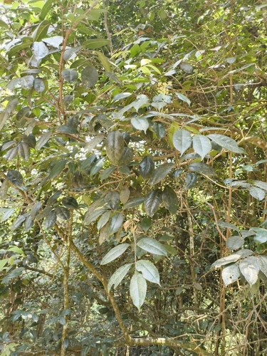 Turpinia cochinchinensis observed 2025-04-20
