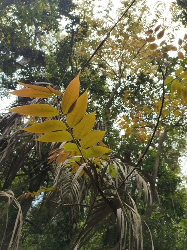 Meliosma pinnata observed 2025-04-20