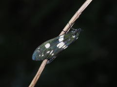 Eterusia aedea formosana