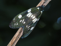 Eterusia aedea formosana