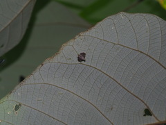 Cangetta hartoghialis