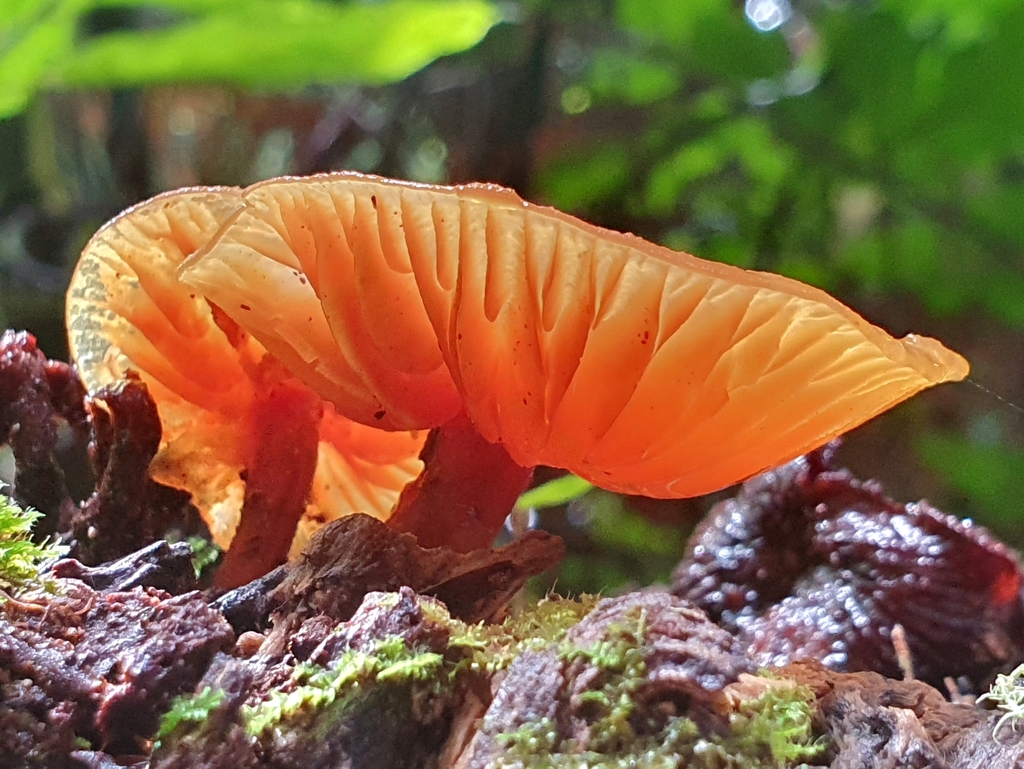 Heimiomyces velutipes · April 2025 · photo: © corli (iNaturalist, cc-by)