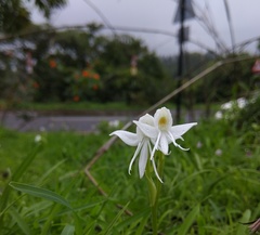 Habenaria grandifloriformis