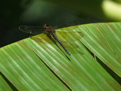 Brechmorhoga nubecula