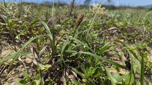 Image of Carex kobomugi by (c) Cheng-Te Hsu, some rights reserved (CC BY)
