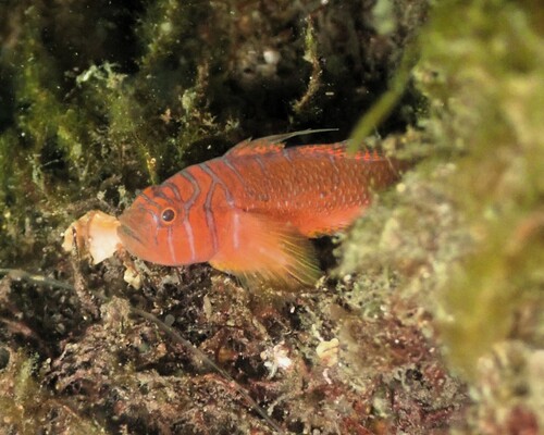 Nape-band reef-goby (Priolepis nuchifasciata) — Gobiidae