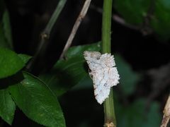 Calletaera basipuncta