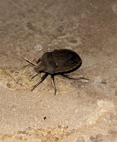 Arabian Desert Shield Bug
