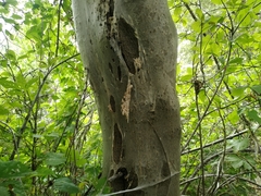 Yponomeuta evonymella