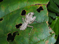 Theopompa ophthalmica