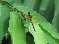 Brechmorhoga nubecula