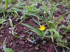 Hypoxis aurea