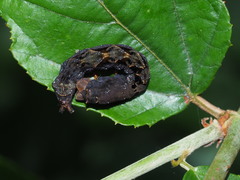 Thyatira batis formosicola