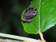 Thyatira batis formosicola