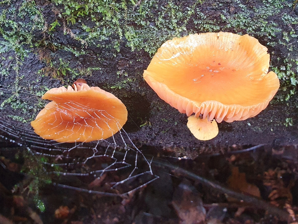 Heimiomyces velutipes · April 2025 · photo: © corli (iNaturalist, cc-by)