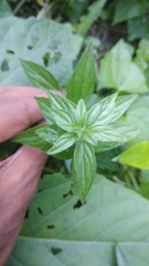 Pouzolzia zeylanica