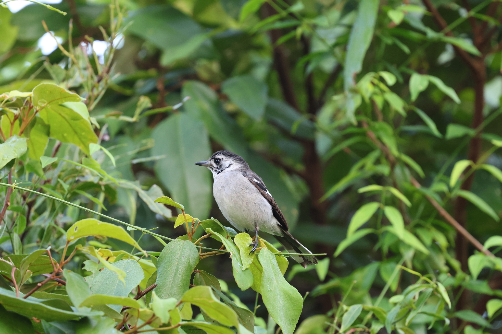 White-eared Monarch (Carterornis leucotis), photo 7