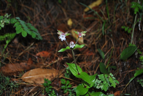 Silene platyphylla