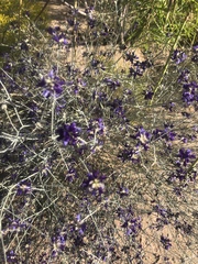 Psorothamnus scoparius