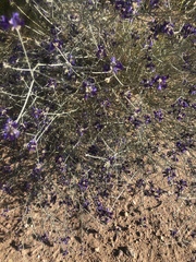 Psorothamnus scoparius