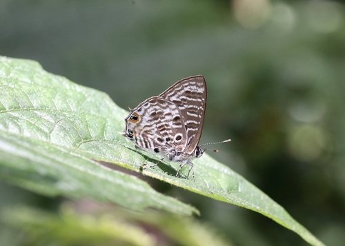 Anthene larydas (Cramer, 1782)