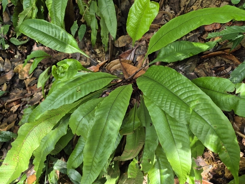 Image of Tectaria singaporiana by (c) Rainer Breitling, some rights reserved (CC BY)