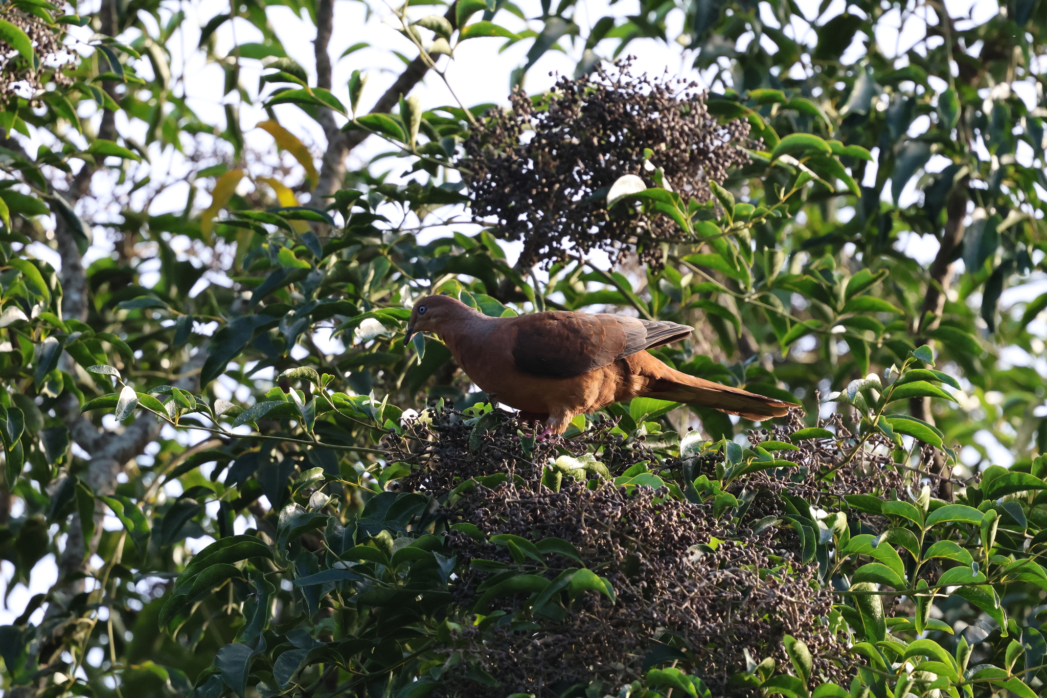 Brown Cuckoo-Dove illustration
