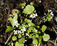 Cardamine scutata