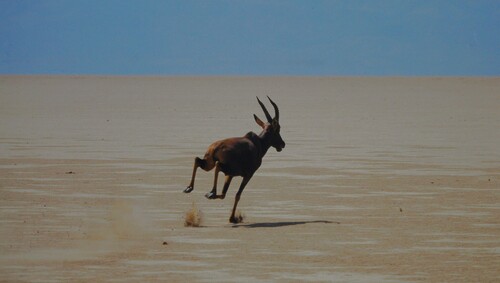 Tsessebe, Borena, Éthiopie, photo 7 of 10