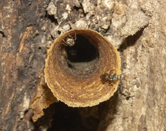 Lepidotrigona terminata