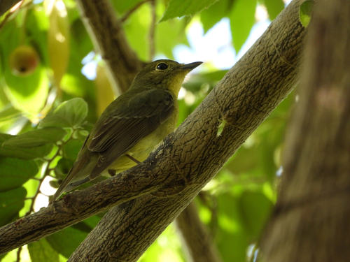 Green-backed Flycatcher (Ficedula elisae), photo 2