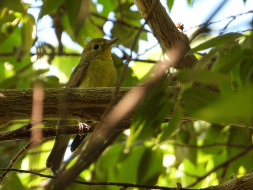 Green-backed Flycatcher (Ficedula elisae), photo 3