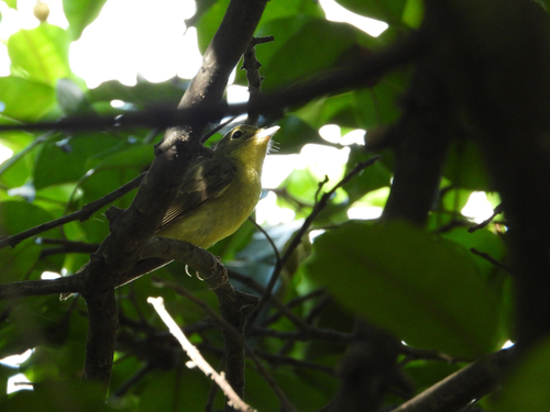 Green-backed Flycatcher (Ficedula elisae), photo 6