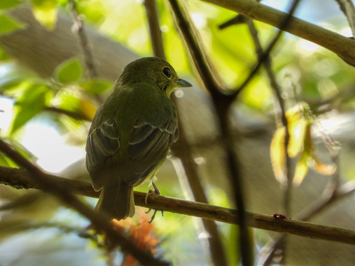 Green-backed Flycatcher (Ficedula elisae), photo 7