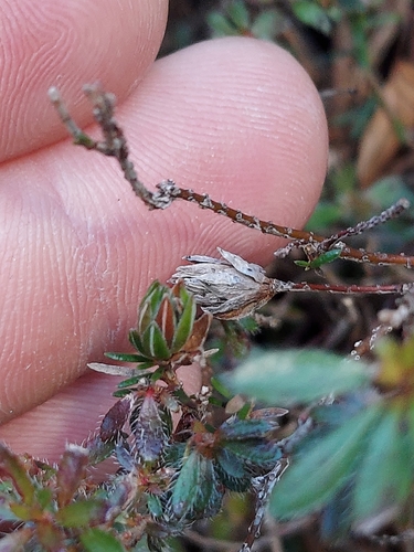 Image of Rhodothamnus chamaecistus by no rights reserved