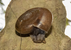 Ariophantidae