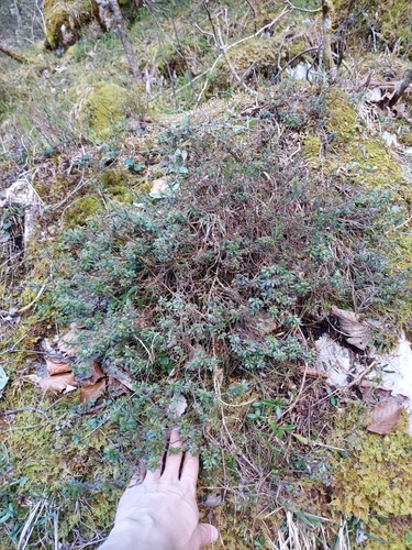 Image of Rhodothamnus chamaecistus by no rights reserved