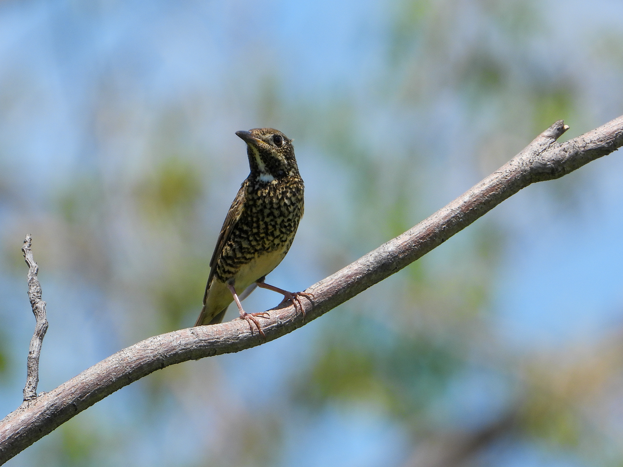 White-throated Rock Thrush (Monticola gularis), photo 3