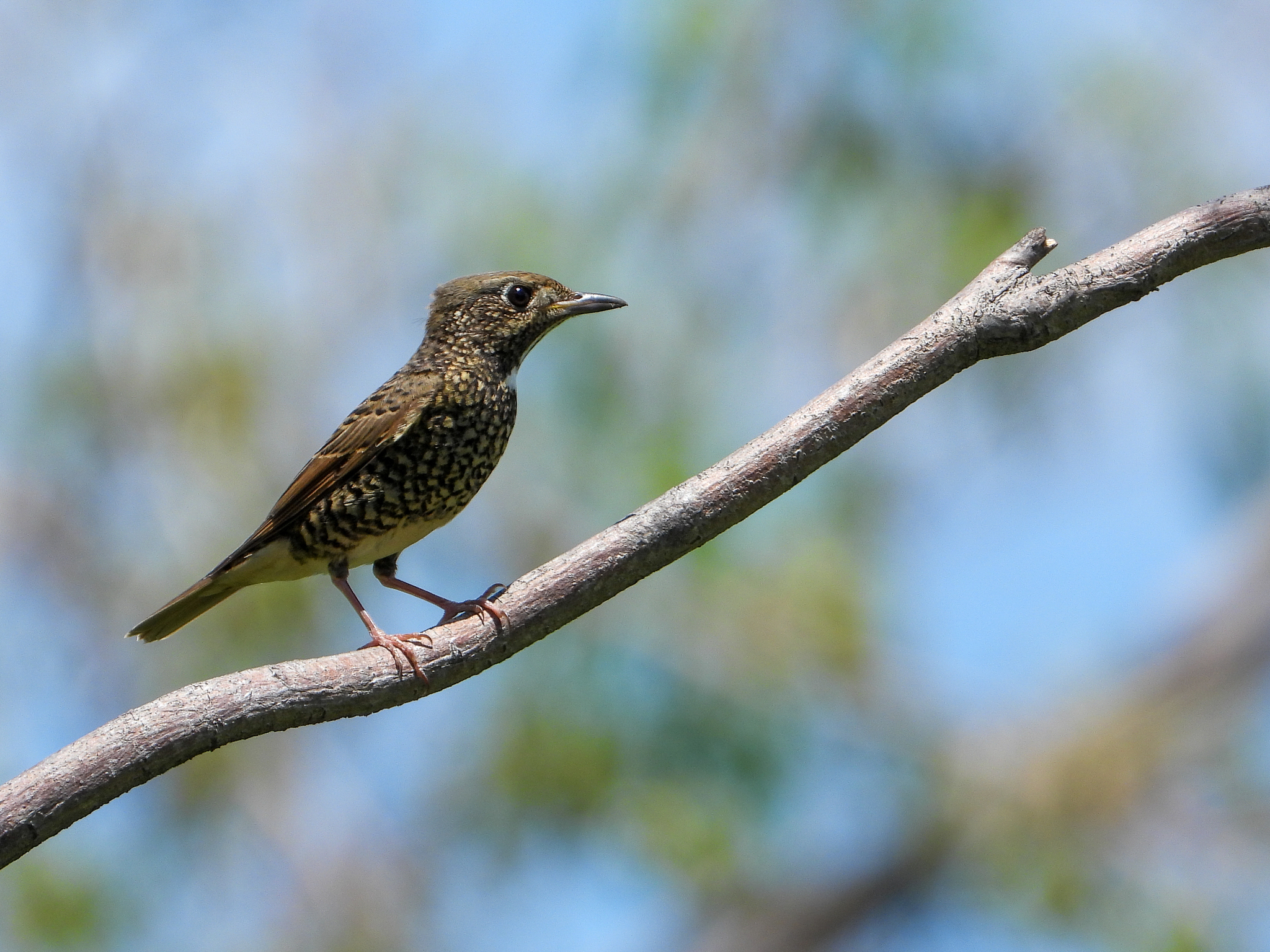 White-throated Rock Thrush (Monticola gularis), photo 2