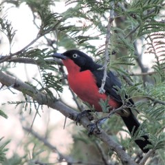 Laniarius erythrogaster