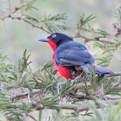 Laniarius erythrogaster