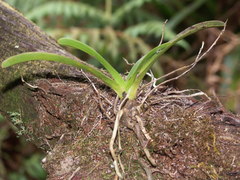 Angraecum striatum image