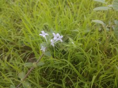 Spermacoce articularis